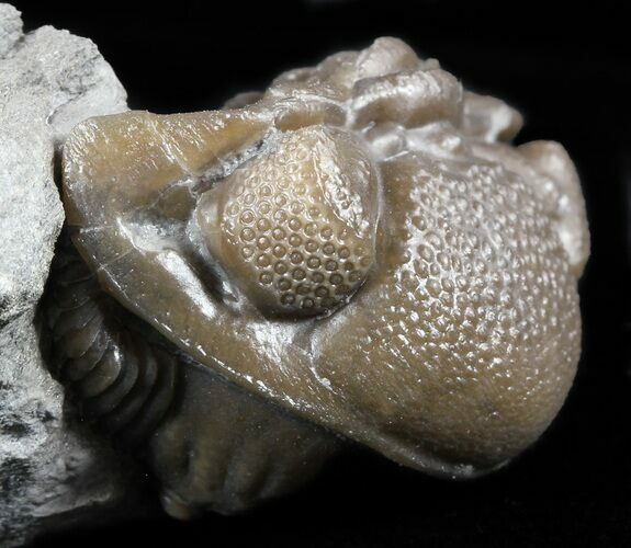 Wide, Enrolled Eldredgeops Trilobite - Ohio #55453